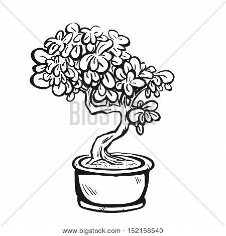 Bonsai_all