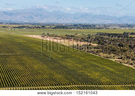 aerial view of rows of grapevine in Marlborough region in New Zealand