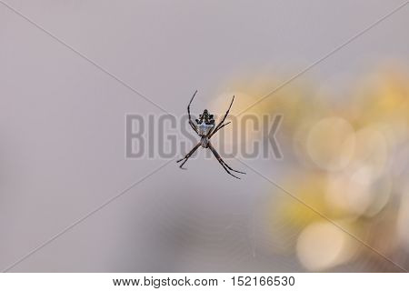 Silver argiope spider called an Argiope argentata is an orb weaver sitting in the middle of its web in Southern California