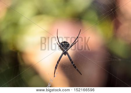 Silver argiope spider called an Argiope argentata is an orb weaver sitting in the middle of its web in Southern California