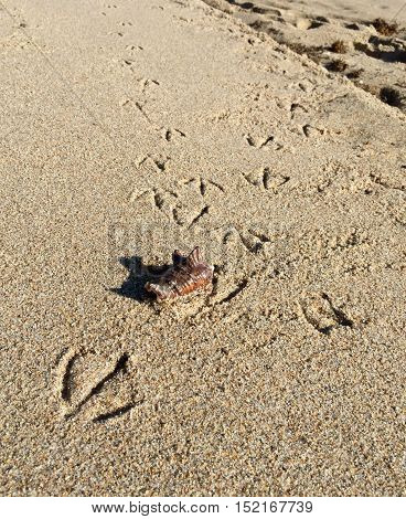 bird's stamps and a shell on the sand beach