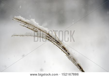snow flakes falling on brown landscape grass