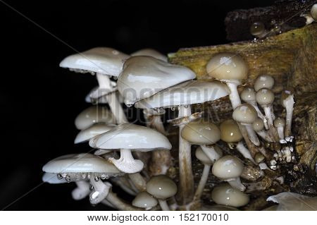 Porcelain fungus (Oudemansiella mucida) growing on old wood.