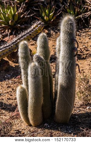 Group of Old Man cactus (Cephalocereus senilis)