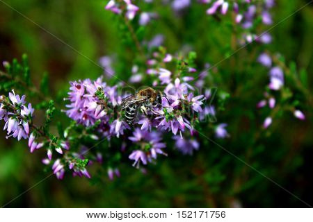 Honey bee feeding on a heather flower