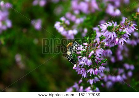Honey bee feeding on a heather flower