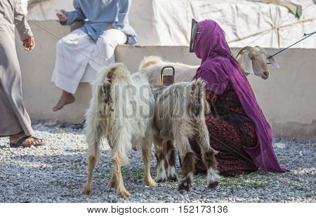 Nizwa Oman October 13th 2016: omani woman with her goats