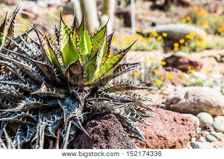 Shaw's agave or Agave shawii plant native to San Diego and Baja California.