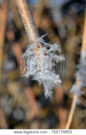 Close up of hoar frost on twig