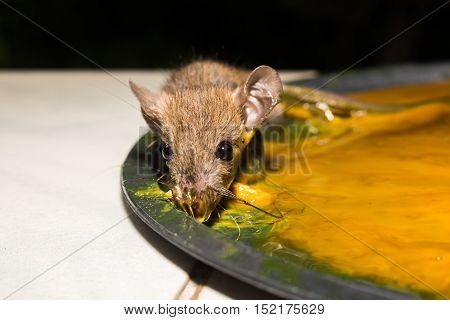 The rat in glue stick on the mousetrap