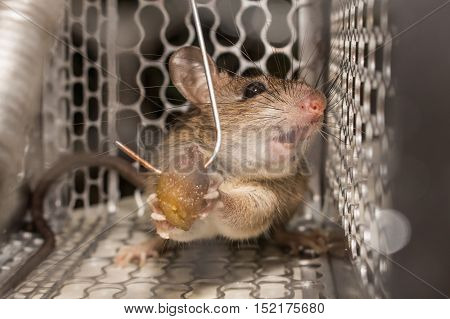 Close up Sadness rat in mousetrap or spring-trap