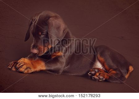 Cute brown Doberman puppy with big paws and ears lying in the Studio on a brown background. Great family and working dog.