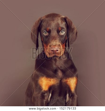 Beautiful brown Doberman puppy sitting on brown background in the Studio carefully and seriously looking at you. The best dog for the protection of the family
