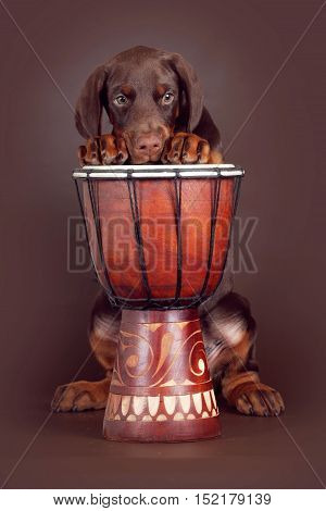 Beautiful brown Doberman puppy plays the drums in the Studio. The best dog for the protection of the family