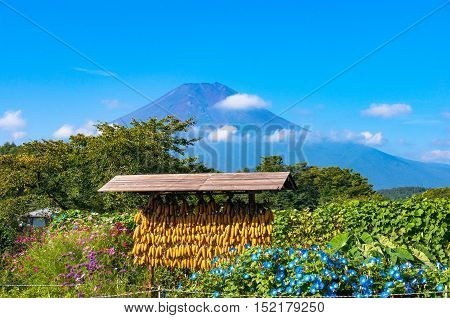 Corn drying rack with Mount Fuji on the background. Japanese rural agriculture scene in Oshino Hakkai heritage village. Japan countryside of Fuji Five Lakes
