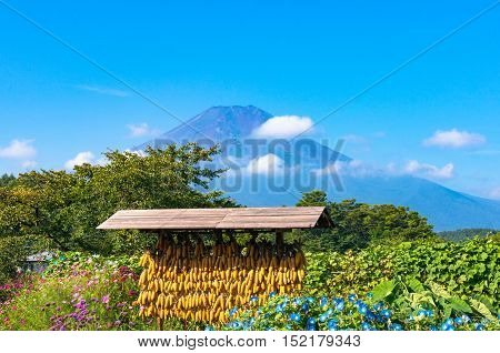 Japanese Rural Agriculture Scene With Dry Corn And Mount Fuji