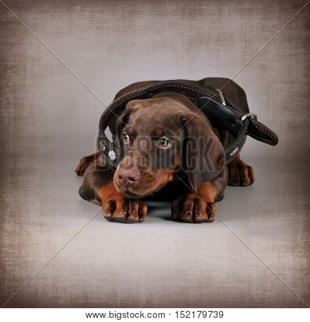 Little brown puppy Doberman lies in a large collar for an adult dog. Great pet for the protection of family and child