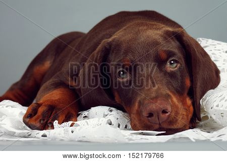Beautiful purebred brown Doberman puppy very sad put his head and looks at you. The concept of compassion and love for animals