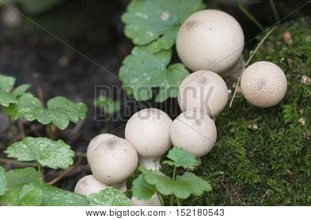 Puffball mushrooms on a stump - Lycoperdon pyriforme in a moss