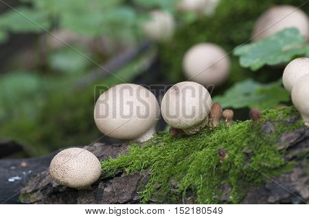 Puffball mushrooms on a stump - Lycoperdon pyriforme in a moss