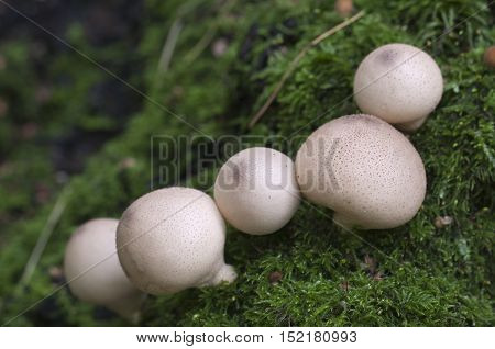 Puffball mushrooms on a stump - Lycoperdon pyriforme in a moss