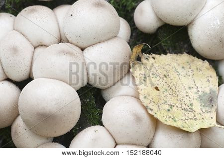 Puffball mushrooms on a stump - Lycoperdon pyriforme in a moss
