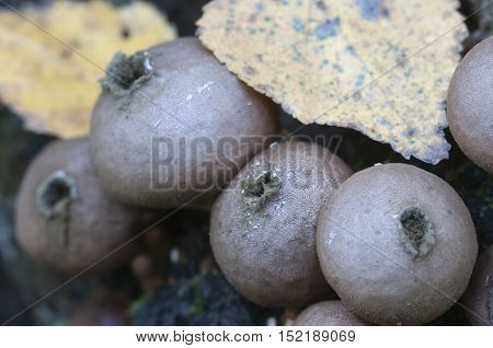 Puffball mushrooms on a stump - Lycoperdon pyriforme in a moss