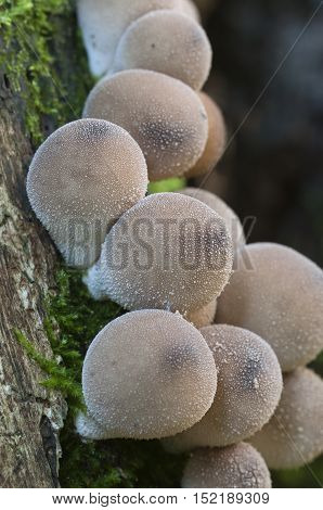 Puffball mushrooms on a stump - Lycoperdon pyriforme in a moss