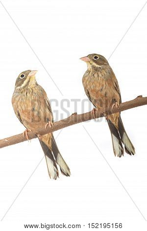 Reed Bunting