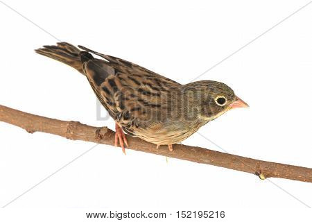 Reed Bunting