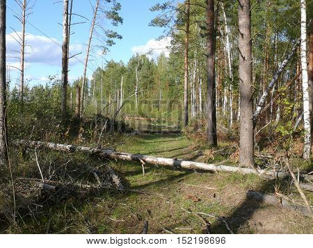 Road in a forest after a hurricane in summer