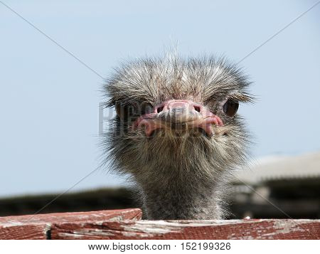 Head of an ostrich close-up at the farm
