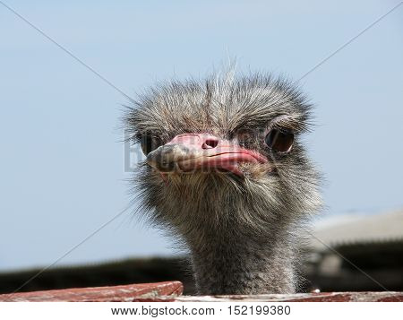 Head of an ostrich close-up at the farm