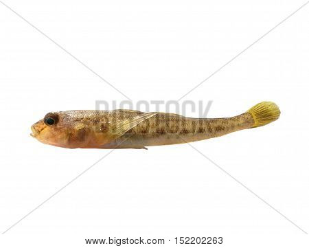 Bull-calf round timber (Neogobius melanostomus) isolated on white, studio shot