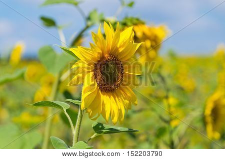 Sunflower (disambiguation). Close-up of a Sunflower. Spring Flowers. Garden Flowers. Yellow Flowers. Blooming Flowers in Spring. A field full of Sunflowers