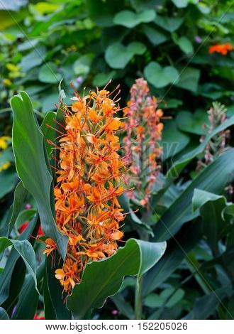 Red Ginger Lily Flower Hedychium Coccineum Tara
