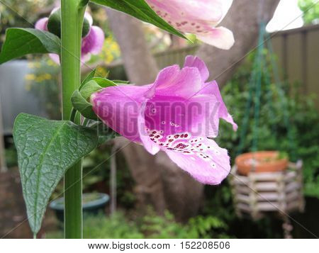 Close up of pink foxglove flower in garden fox glove