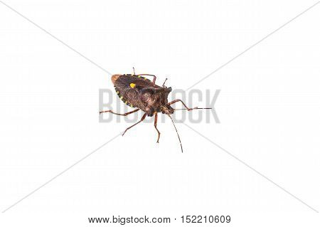 Forest bug lat. Pentatoma rufipes. It belongs to the family of stink bugs lat. Pentatomidae.