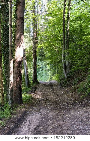 Bicycle path in Valsassina (Lecco Lombardy Italy) at summer. Forest