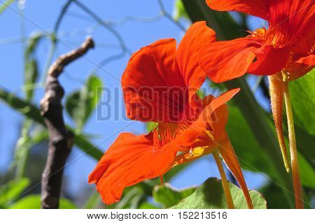 Close up of an orange nasturtium flower against a blue sky
