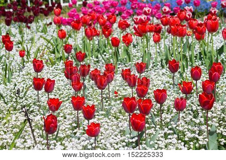 Focus on a Red Flower. Beautiful red flowers