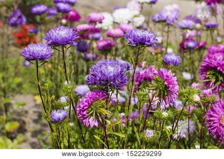 Asters Flower Garden, Multicolored