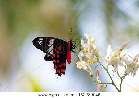red butterfly on a wonderful white flower