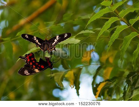 Red and orange butterflies sitting opposite to each other