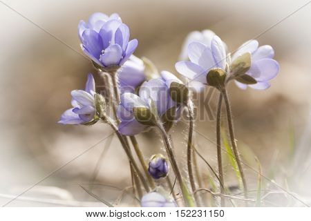 some light blue anemones blossoming in early spring