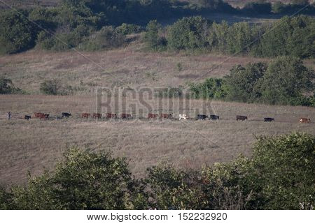 a string of cows in the pasture with a shepherd