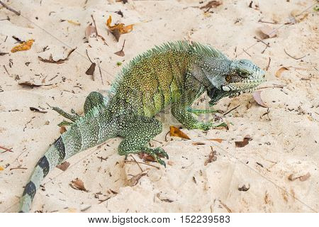 Big example of iguana (iguanidae) on a sandy caribbean beach in Guadeloupe