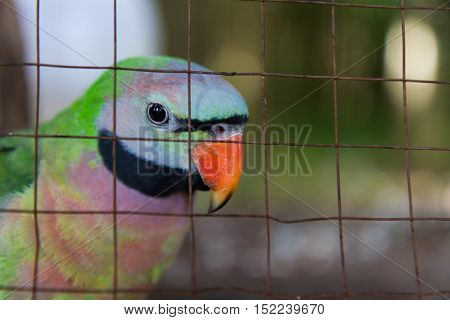 Close-up on eye amazon parrots in a cage