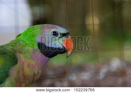 Close-up on eye amazon parrots in a cage