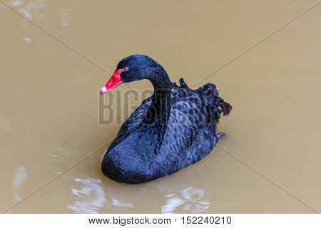 black swan swimming on a pool nature background